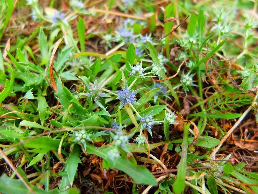 Eryngium viviparum flower