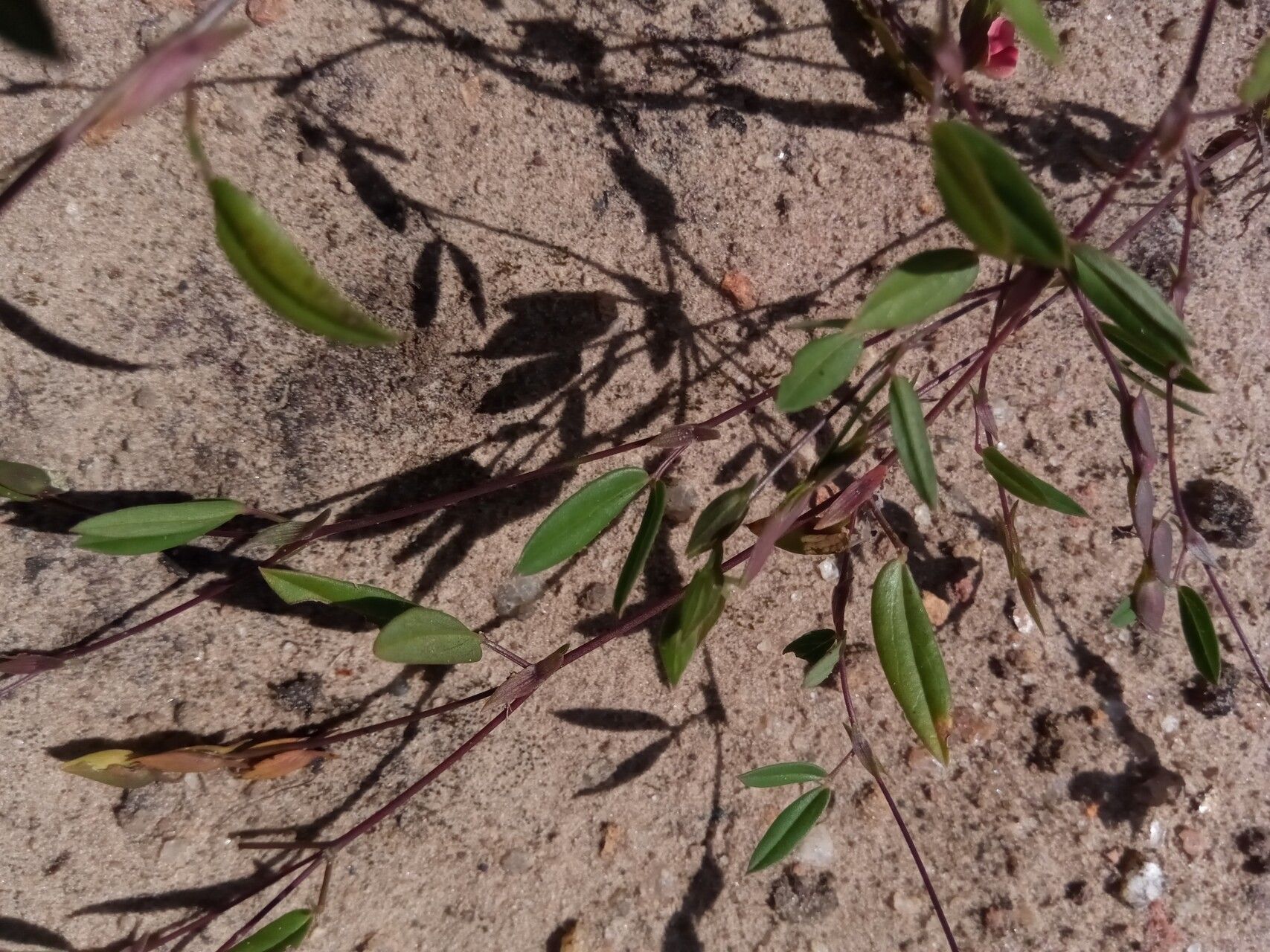 Zornia puberula leaf