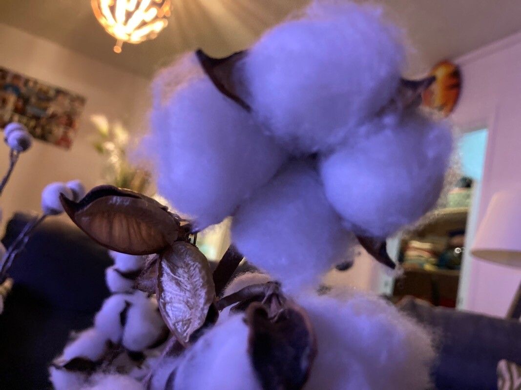 Coccocypselum hirsutum flower