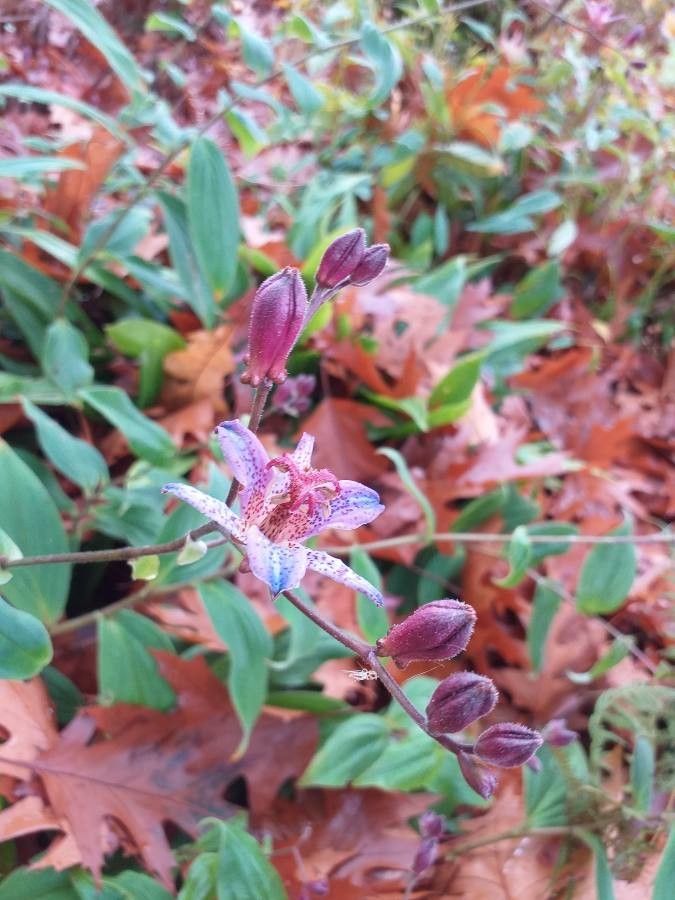 Tricyrtis lasiocarpa flower
