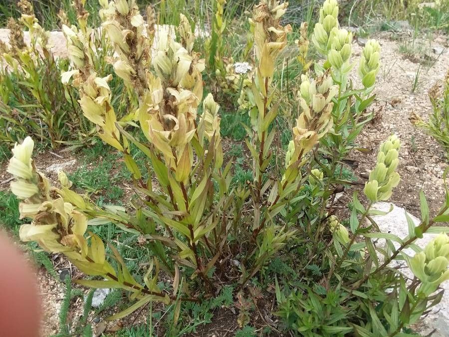 Castilleja septentrionalis — search result for 'Labrador'