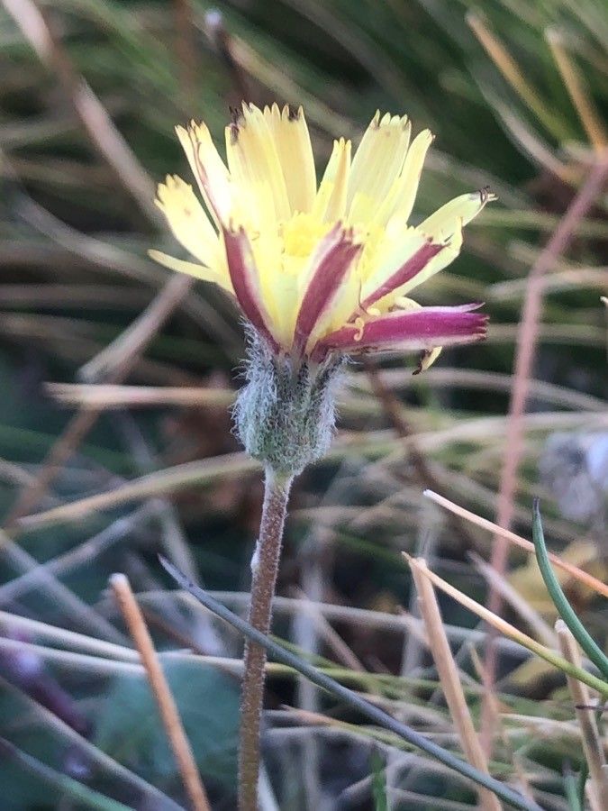 Pilosella vahlii flower