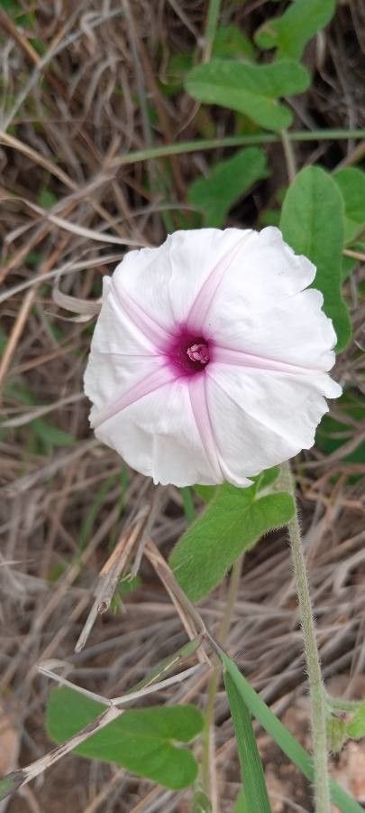 Ipomoea mombassana flower