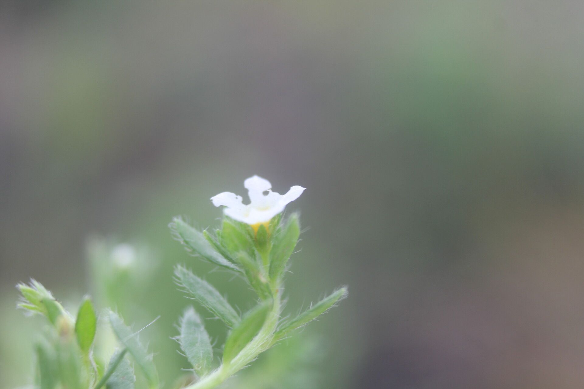 Euploca lagoensis flower