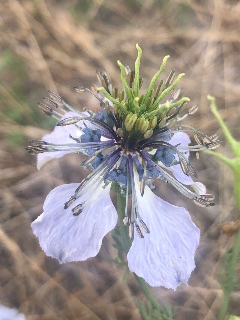 Nigella gallica flower