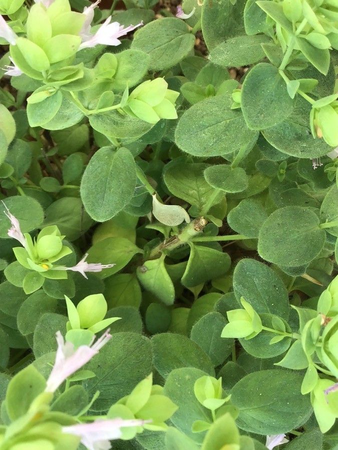 Origanum calcaratum leaf