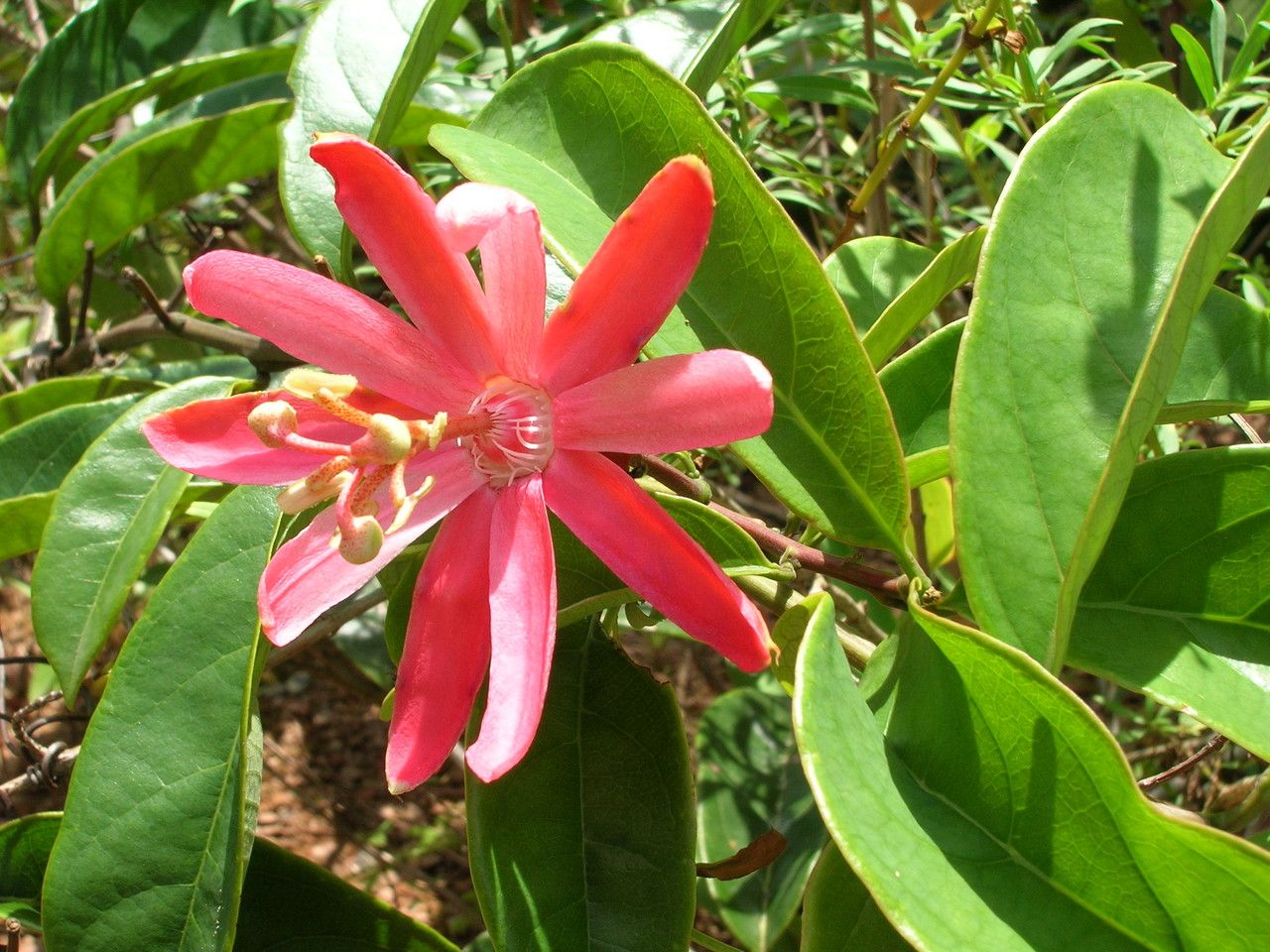 Passiflora glandulosa flower