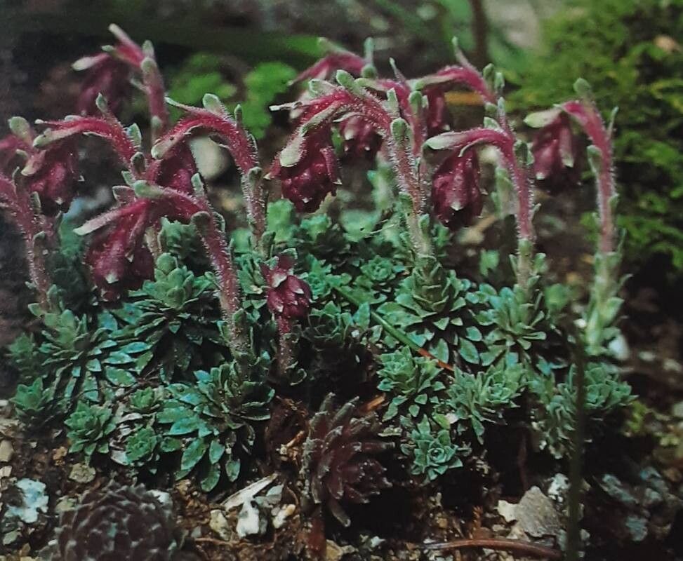 Saxifraga sempervivum habit