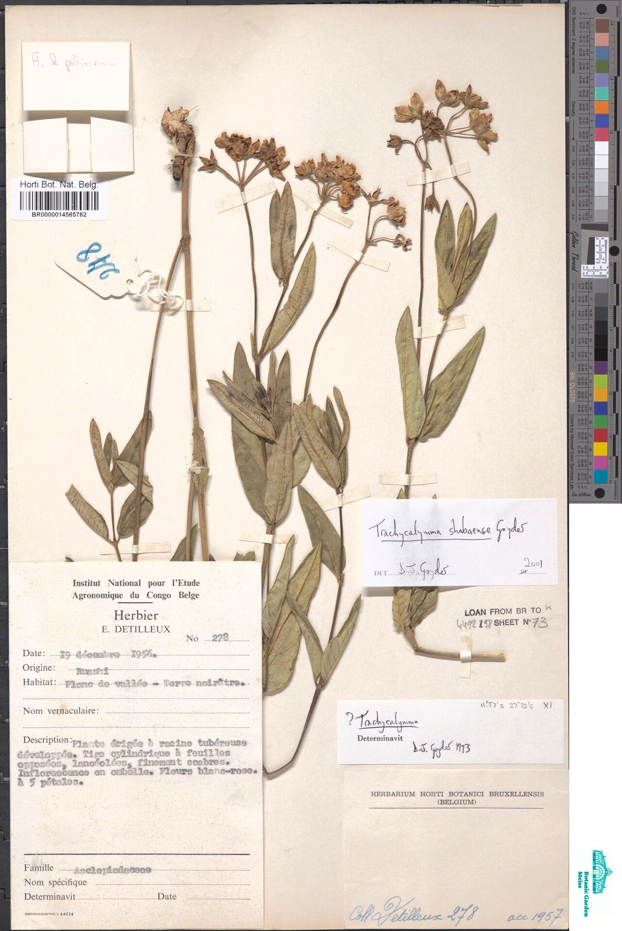 Asclepias shabaensis — search result for 'Asclepias'