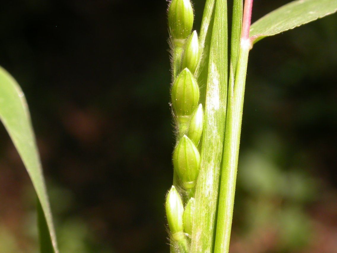 Eriochloa villosa fruit