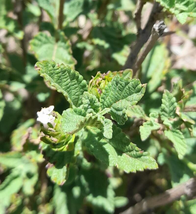 Lantana tilcarensis — houseplant care guide