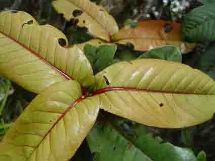 Nothofagus baumanniae — search result for 'Nothofagus'