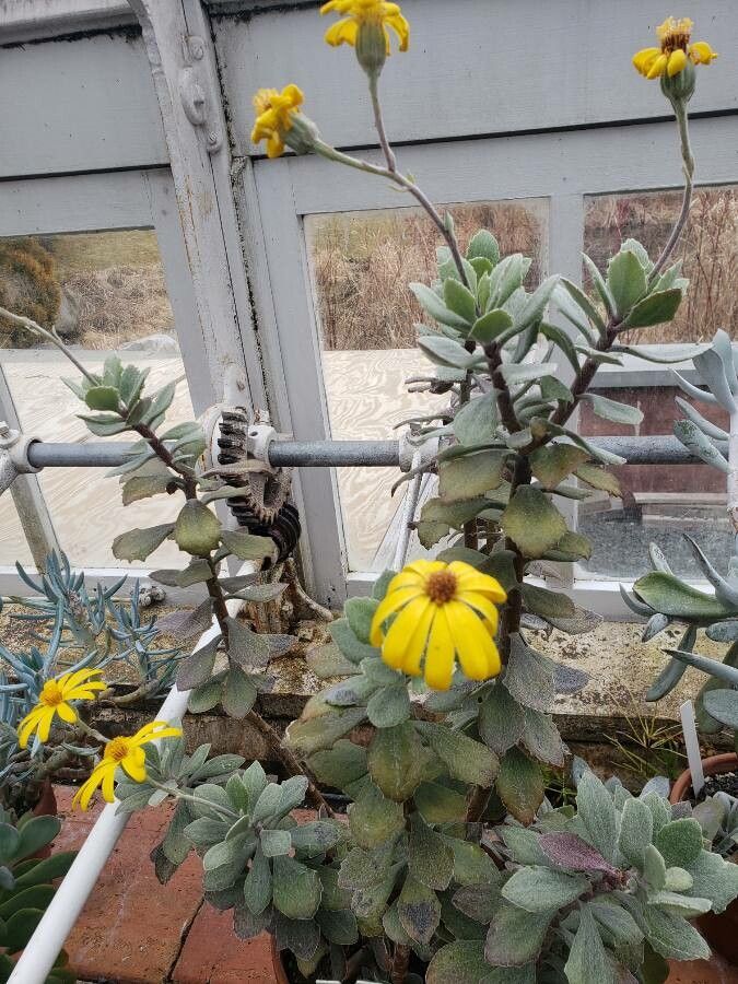 Senecio medley-woodii habit