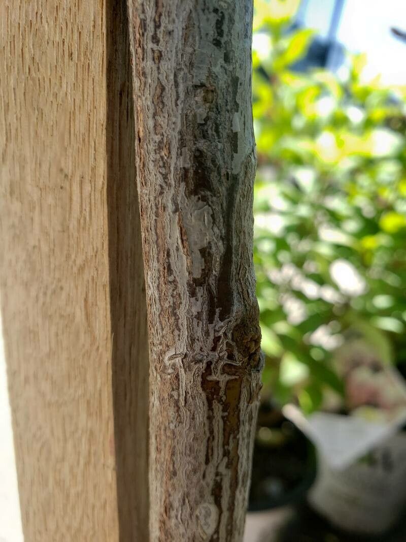 Rosa spp. bark