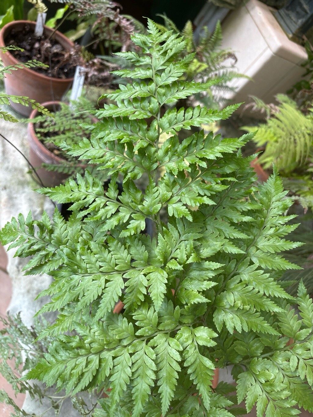 Parapolystichum effusum leaf