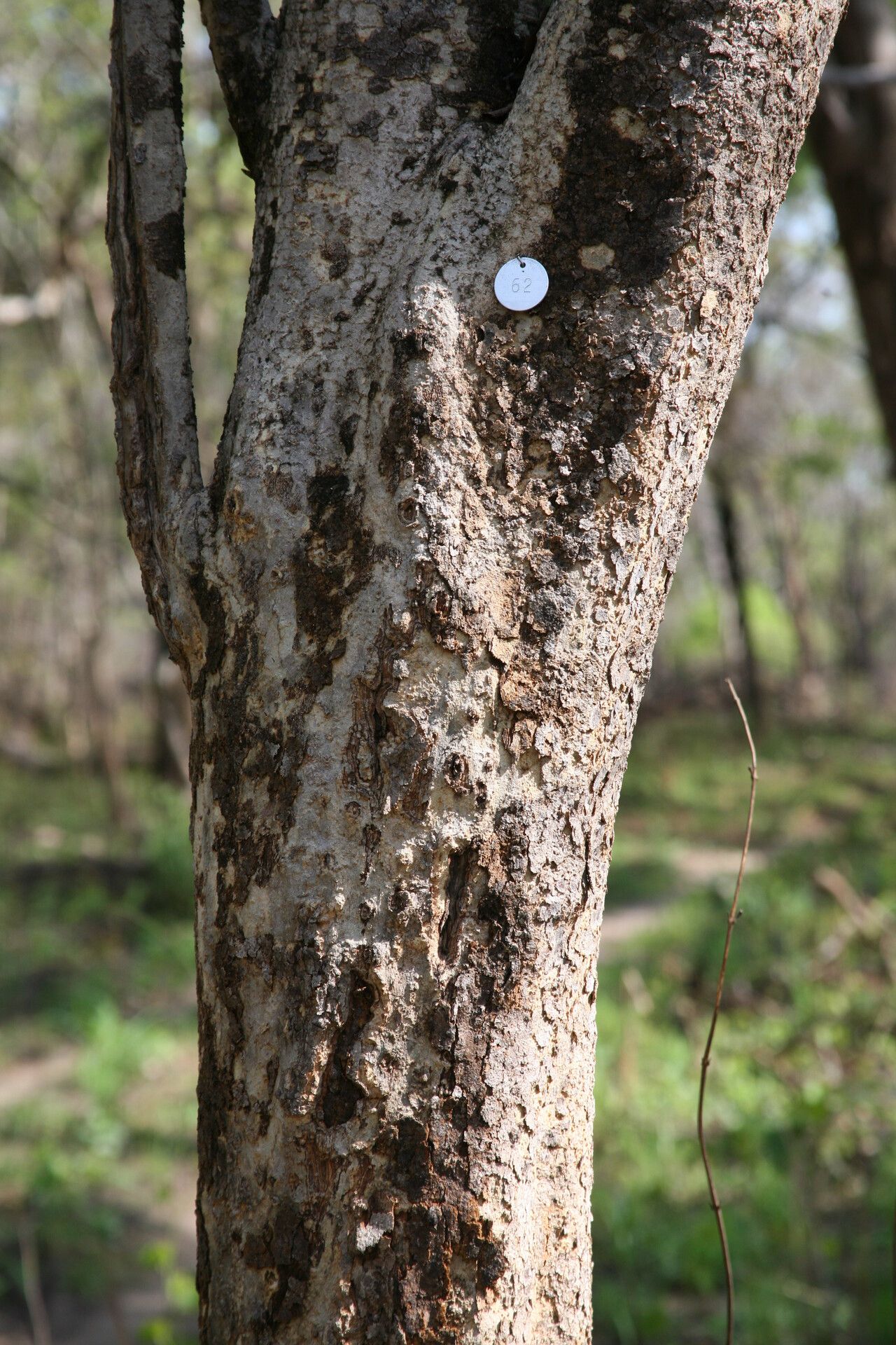 Strychnos innocua bark