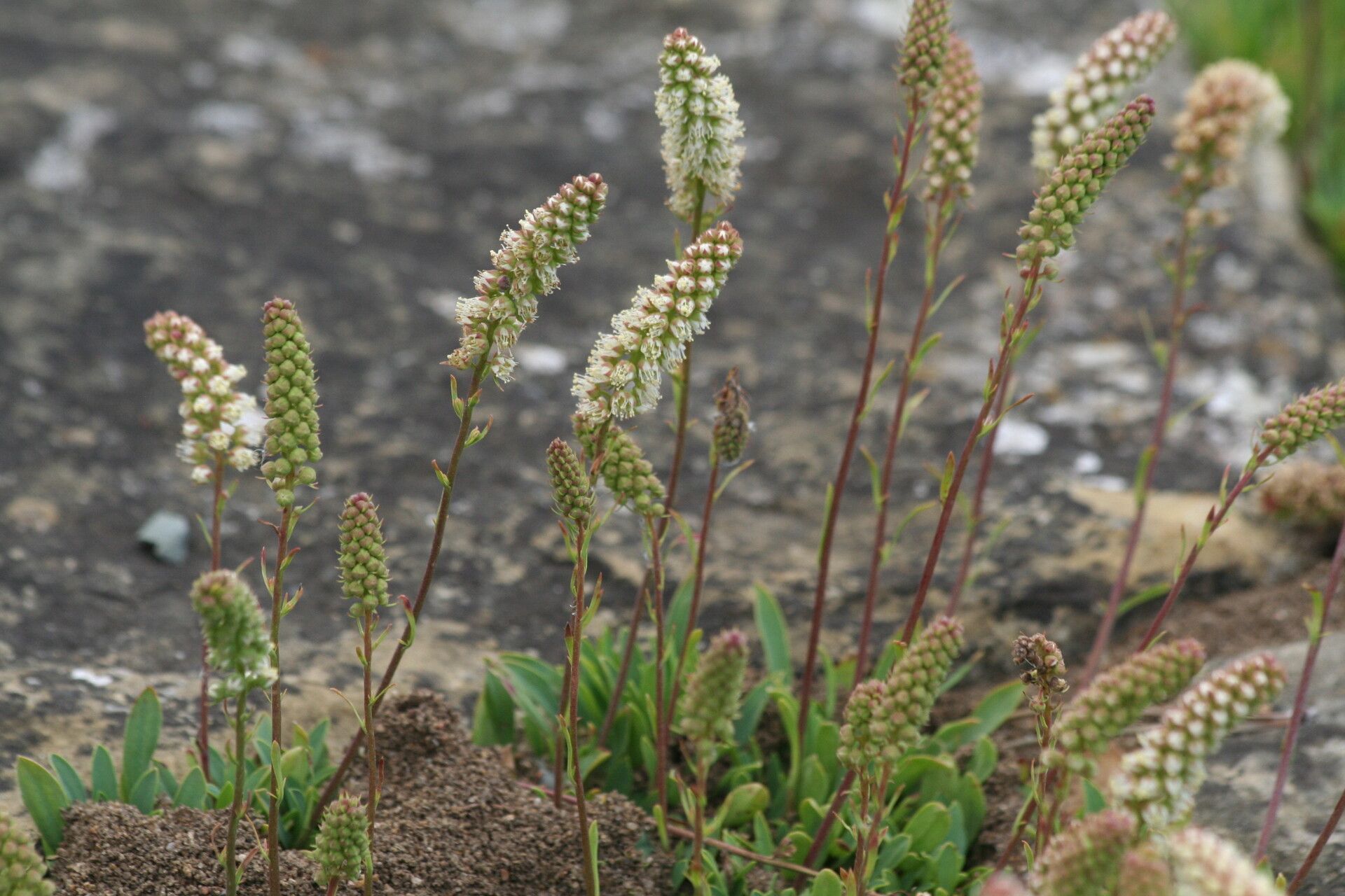 Petrophytum cinerascens flower