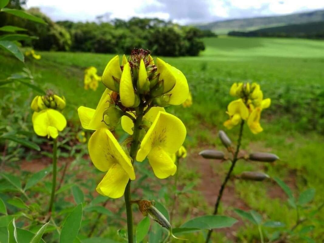 Crotalaria micans flower