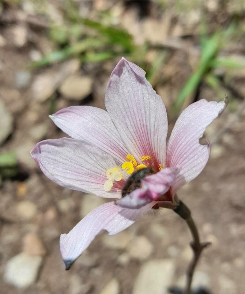 Zephyranthes gracilifolia flower
