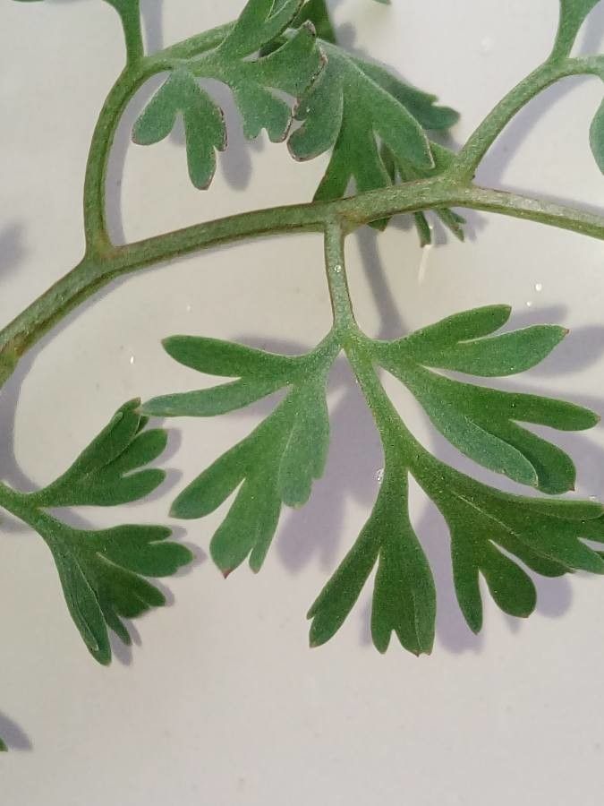 Fumaria densiflora — search result for 'Papaveraceae'