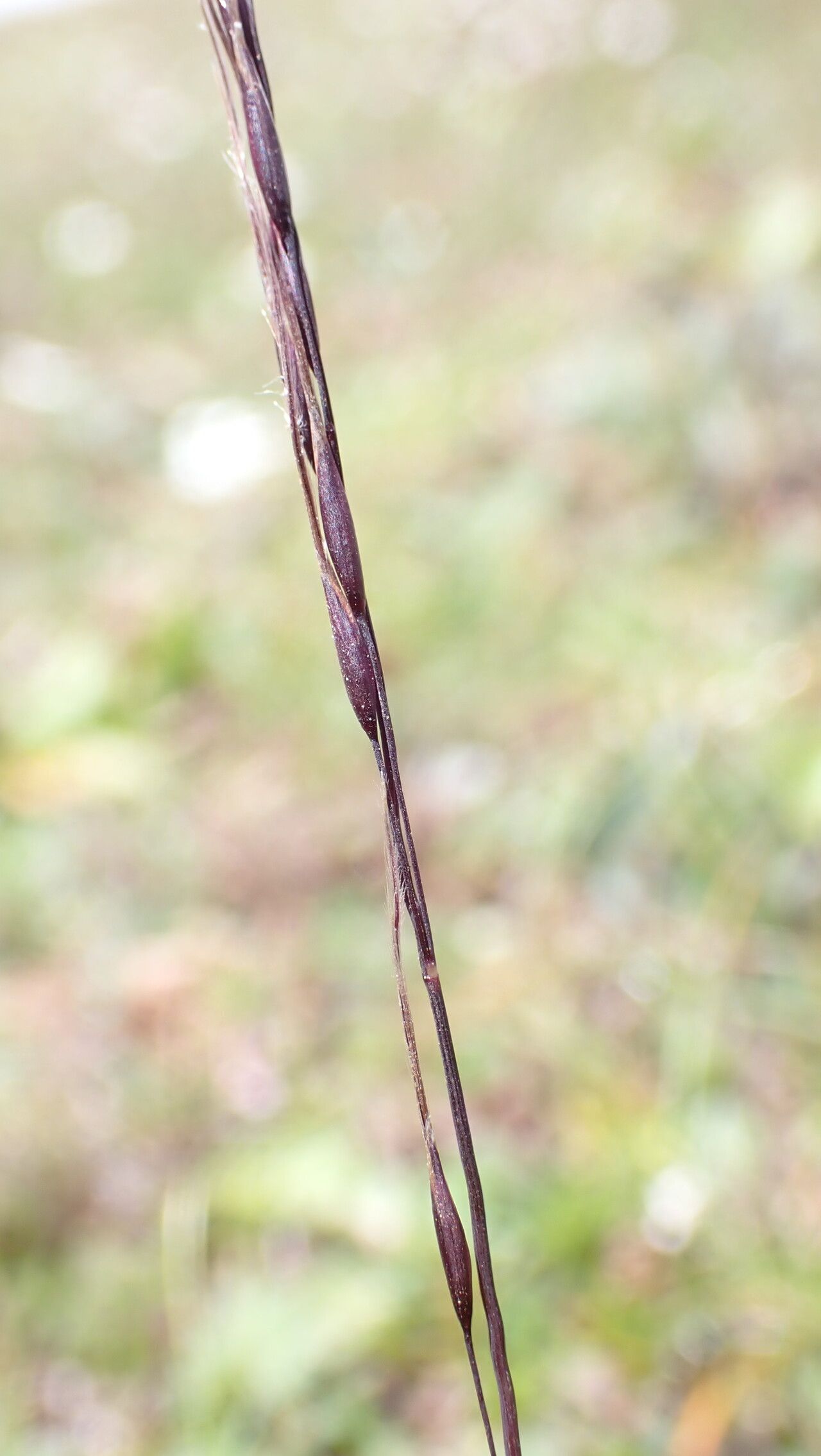 Ptilagrostis yadongensis fruit