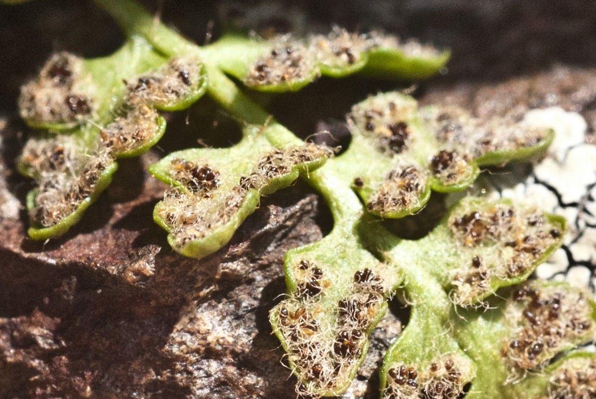 Woodsia alpina fruit