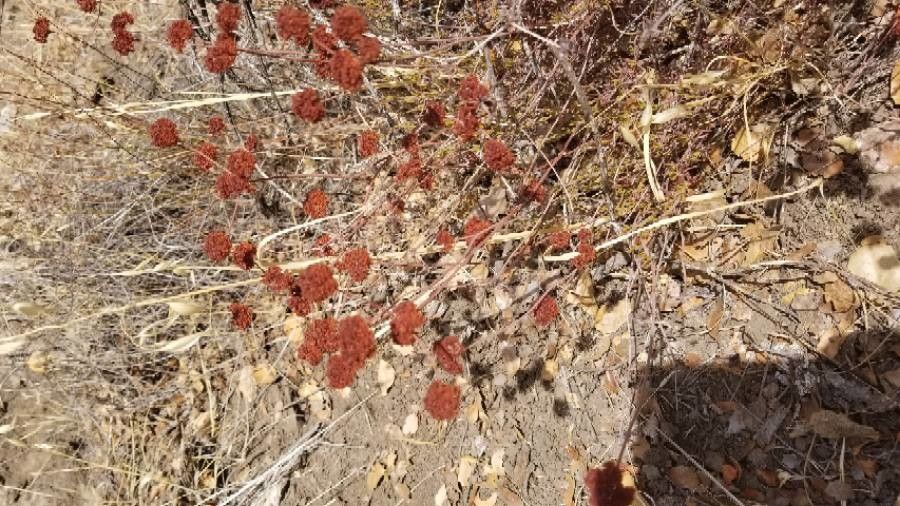 Eriogonum fasciculatum fruit