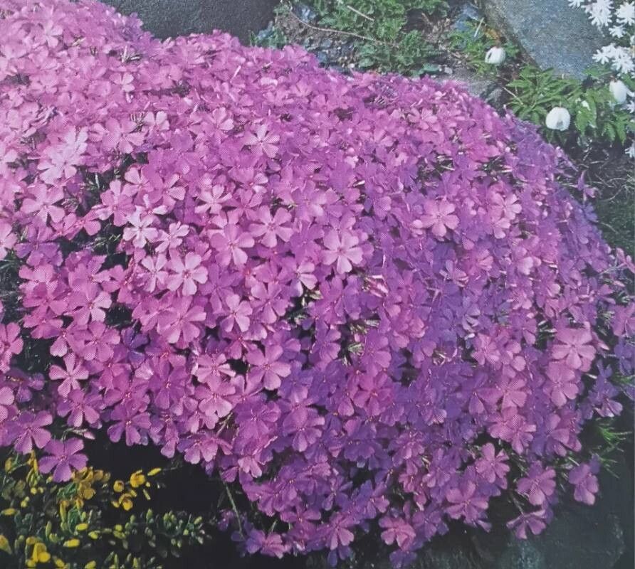 Phlox richardsonii — search result for 'Phlox'