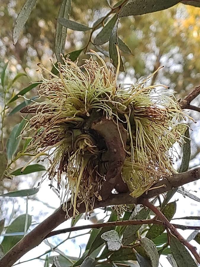 Eucalyptus conferruminata flower