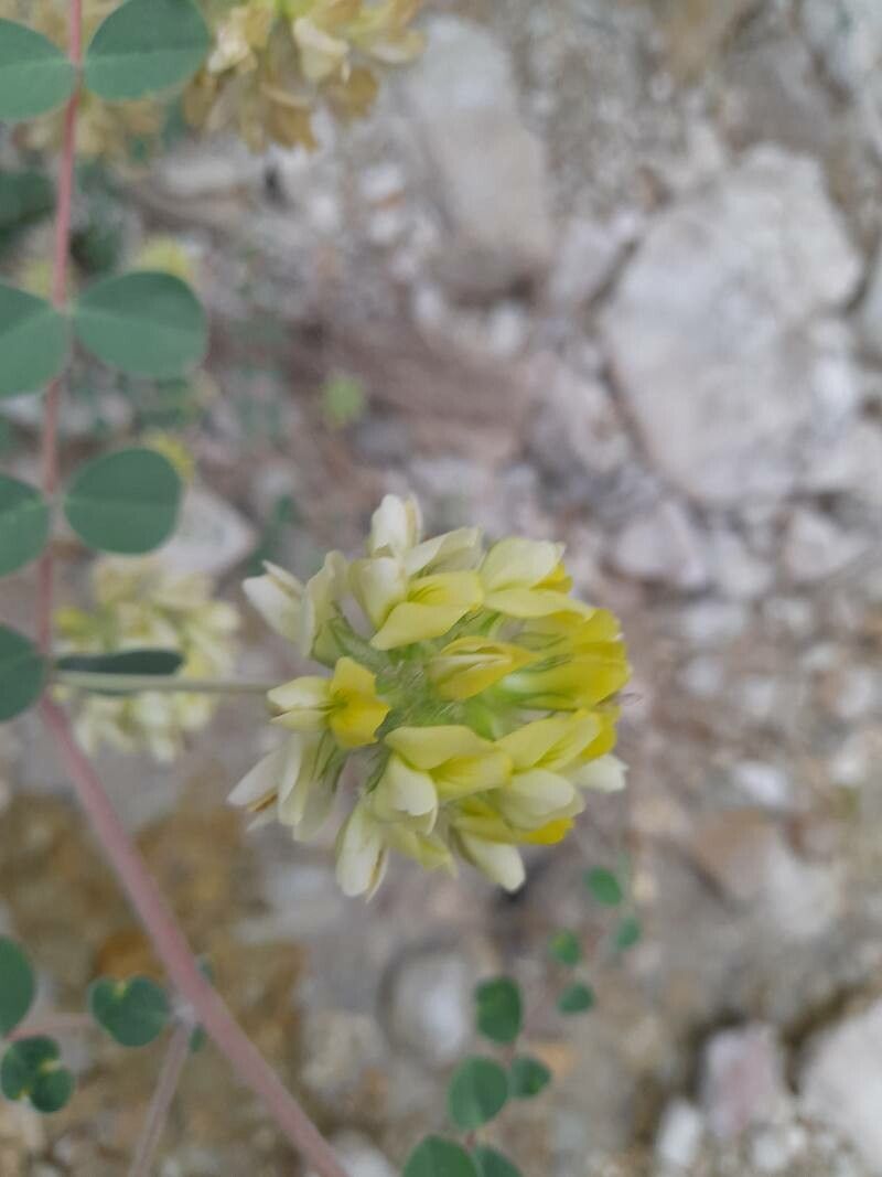 Astragalus obtusifolius flower