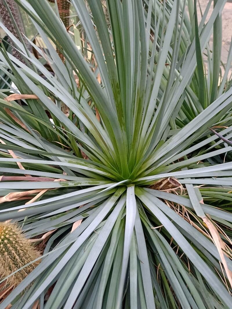 Agave dealbata habit