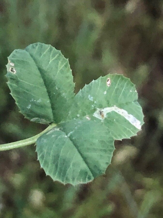 Trifolium tomentosum — search result for 'Trifolium'