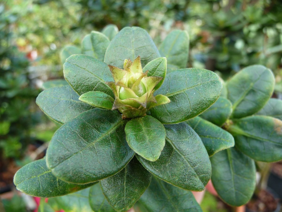 Rhododendron buxifolium leaf
