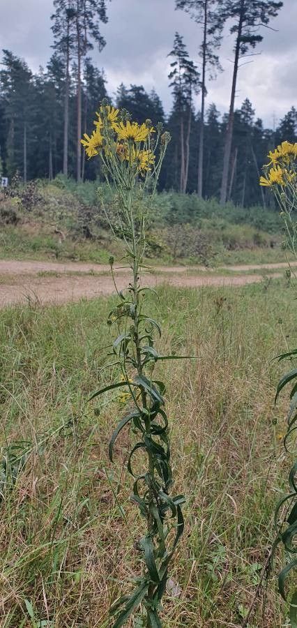 Hieracium umbrosum habit