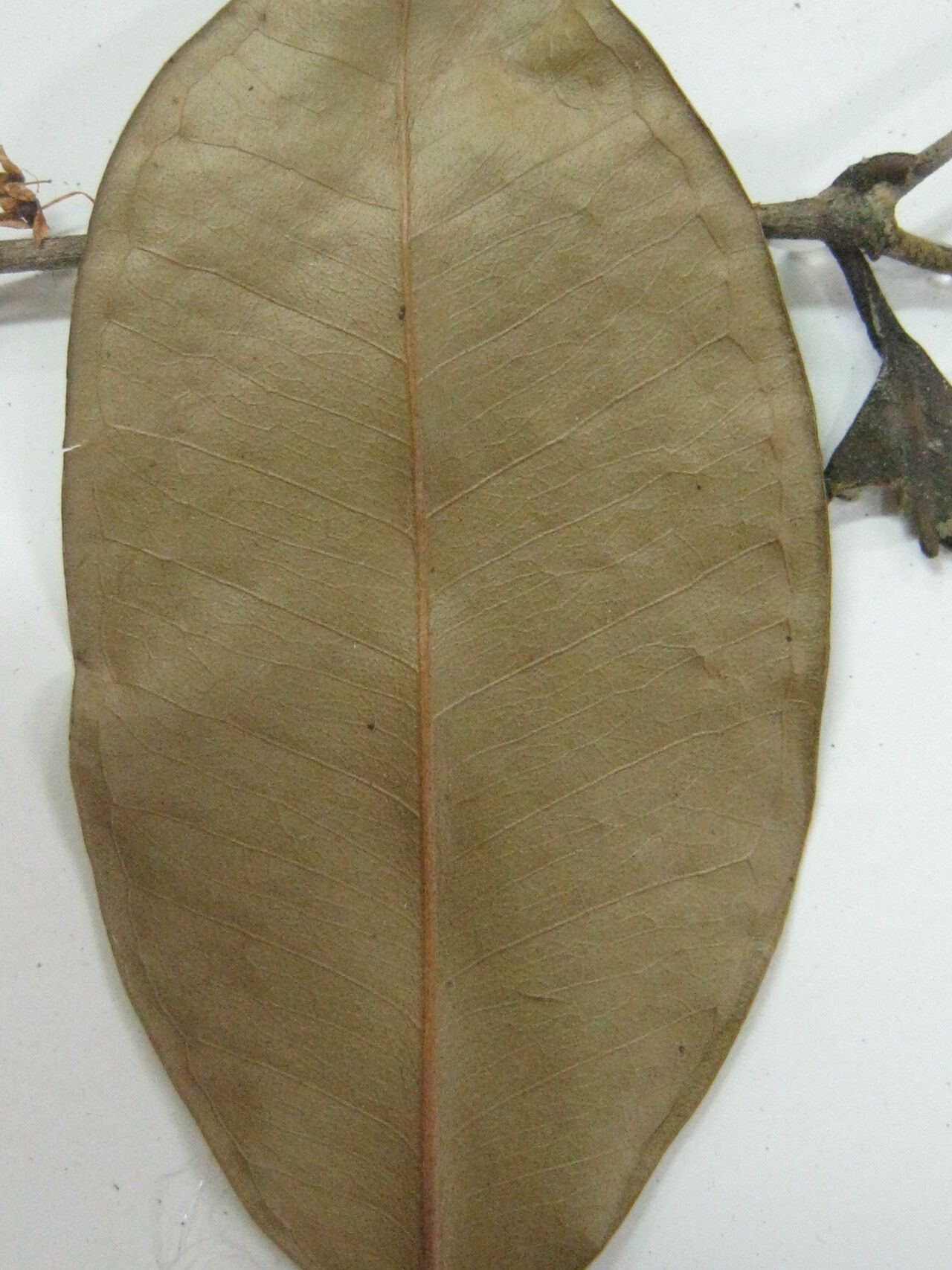 Eugenia excelsa other