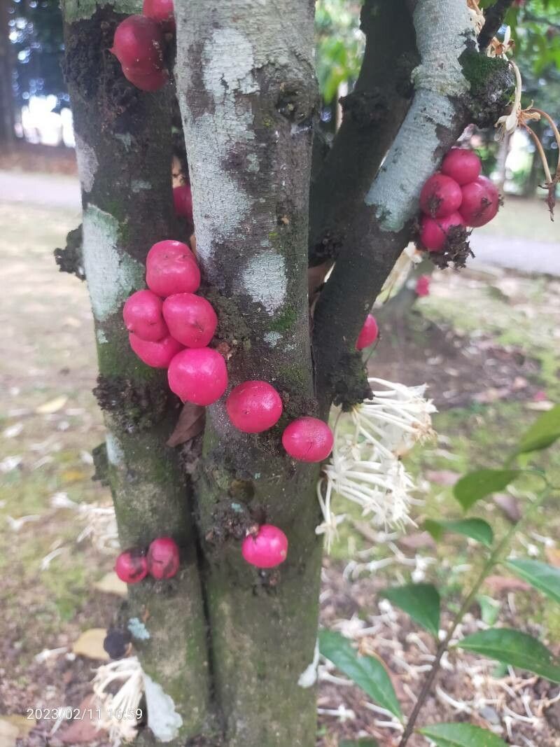 Phaleria clerodendron fruit
