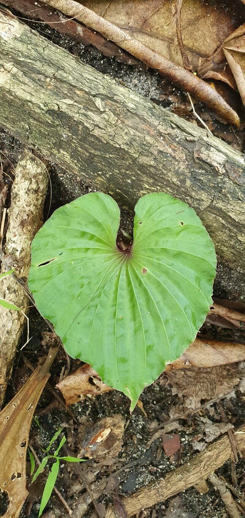 Nervilia platychila — houseplant care guide