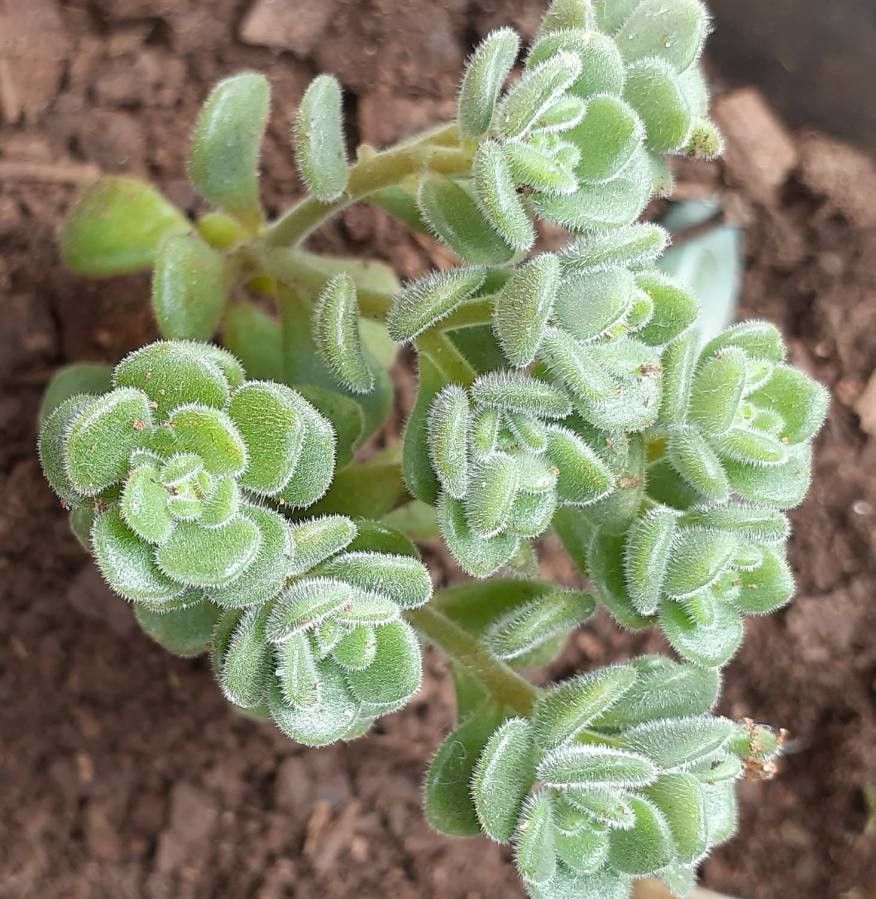 Sedum nevii — houseplant care guide
