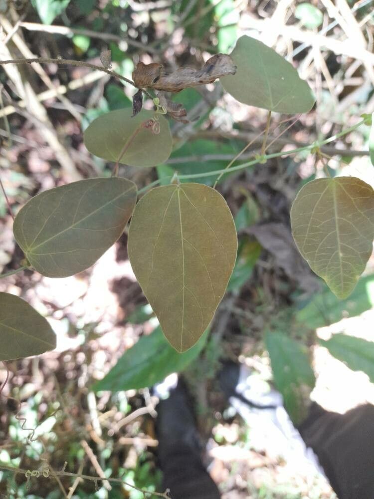 Passiflora miersii leaf