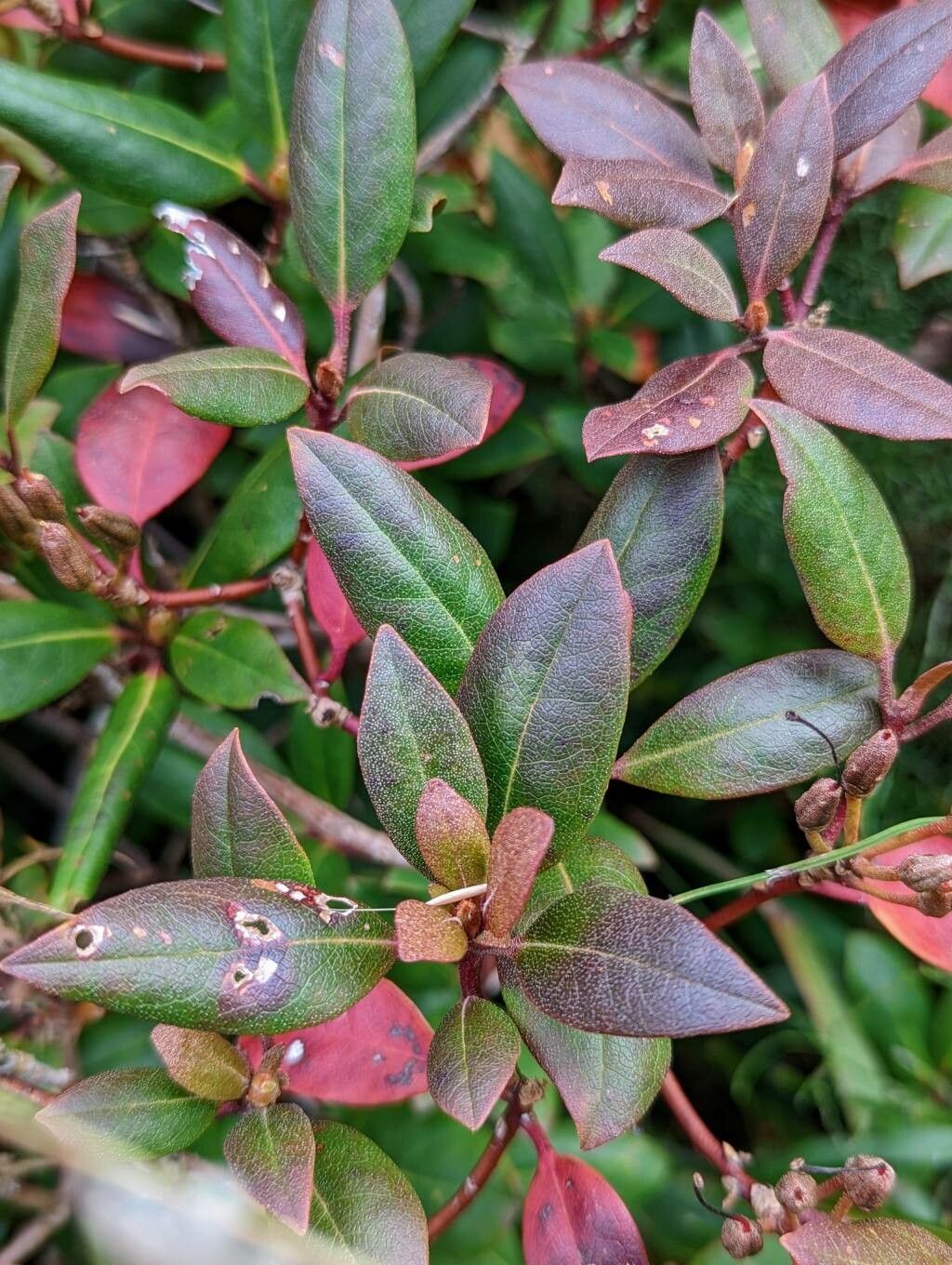 Rhododendron carolinianum — search result for 'Azalea'