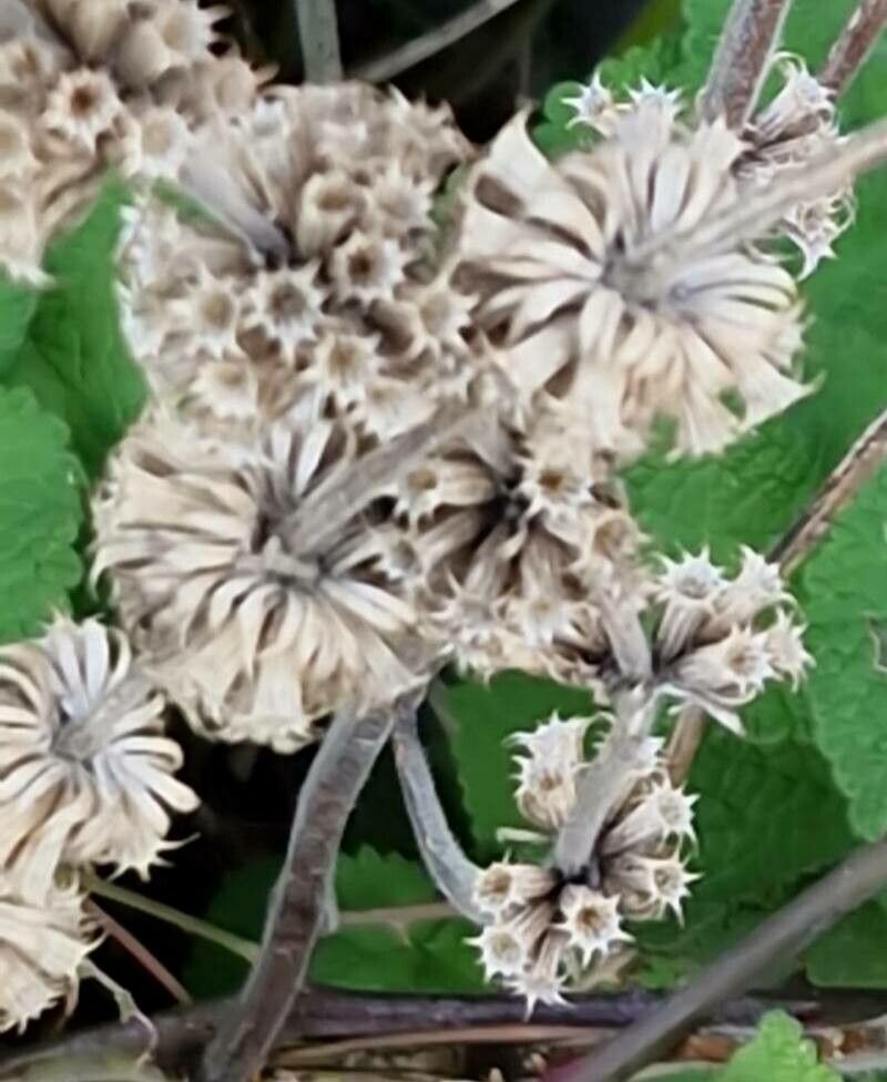 Pseudodictamnus hirsutus fruit