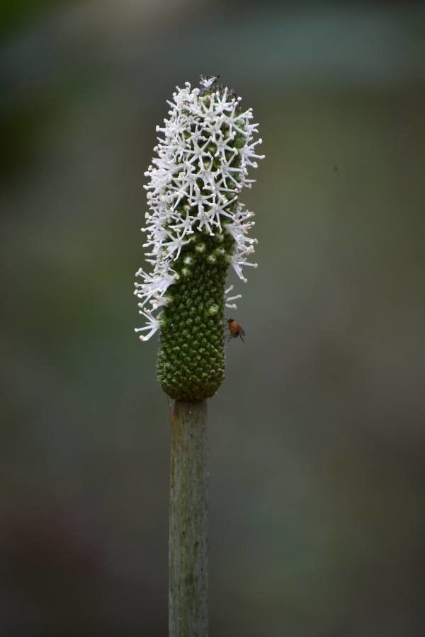 Xanthorrhoea johnsonii flower