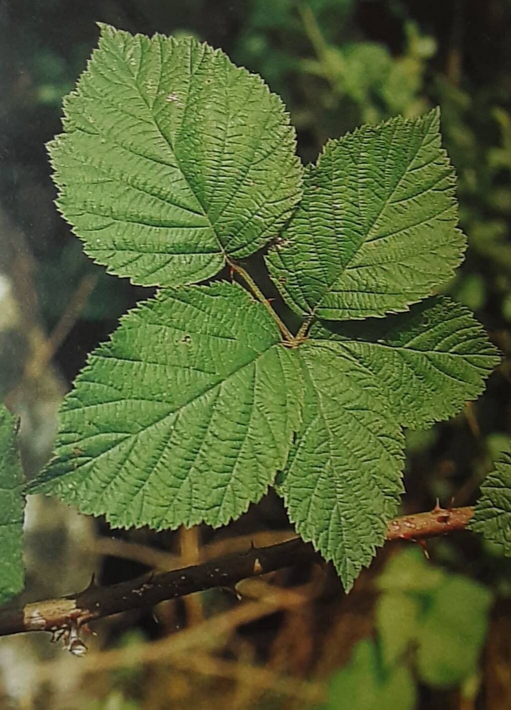 Rubus luminosus — houseplant care guide