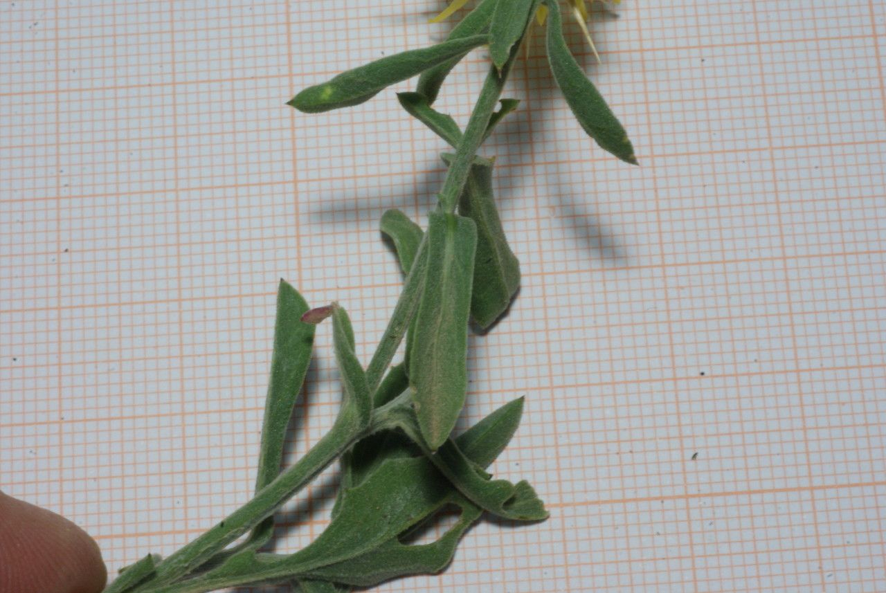 Centaurea sicula — houseplant care guide