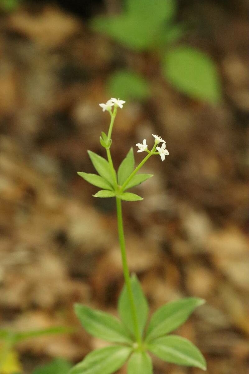 Galium japonicum flower
