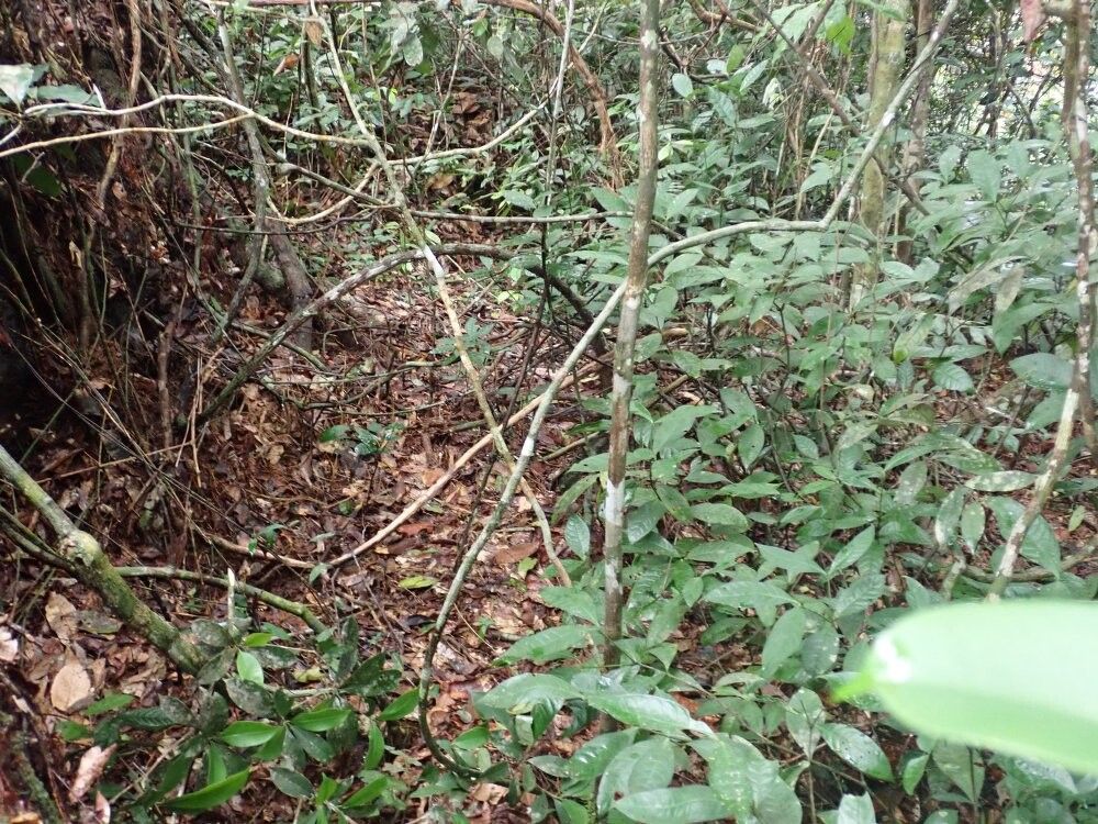 Manilkara microphylla — houseplant care guide