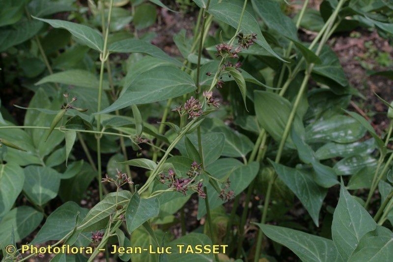 Vincetoxicum funebre habit