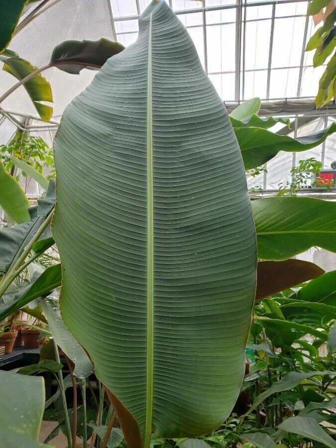 Heliconia vellerigera leaf