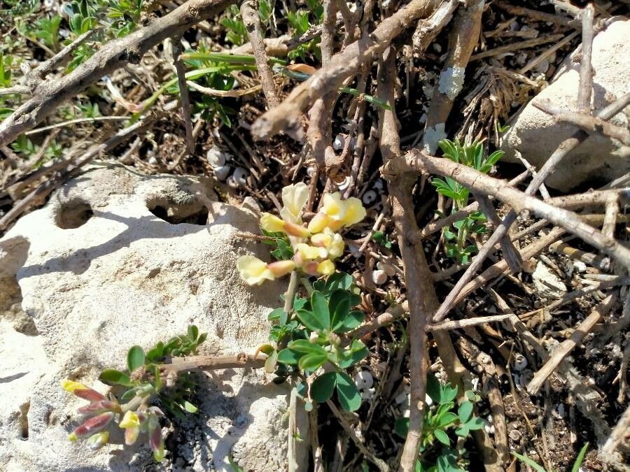 Chamaecytisus mollis — houseplant care guide