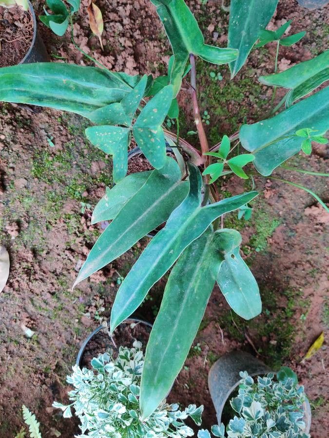 Philodendron mexicanum leaf